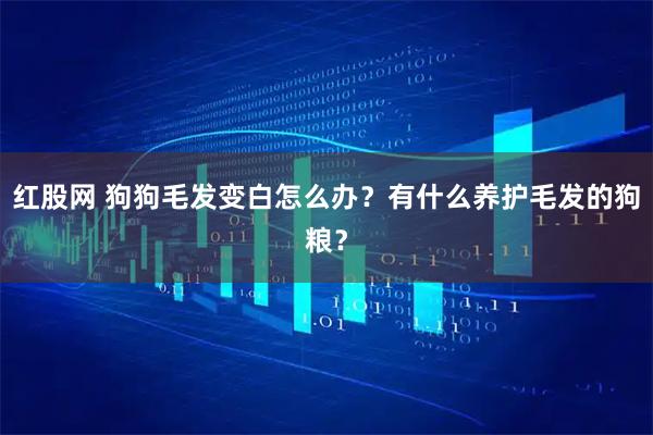 红股网 狗狗毛发变白怎么办？有什么养护毛发的狗粮？